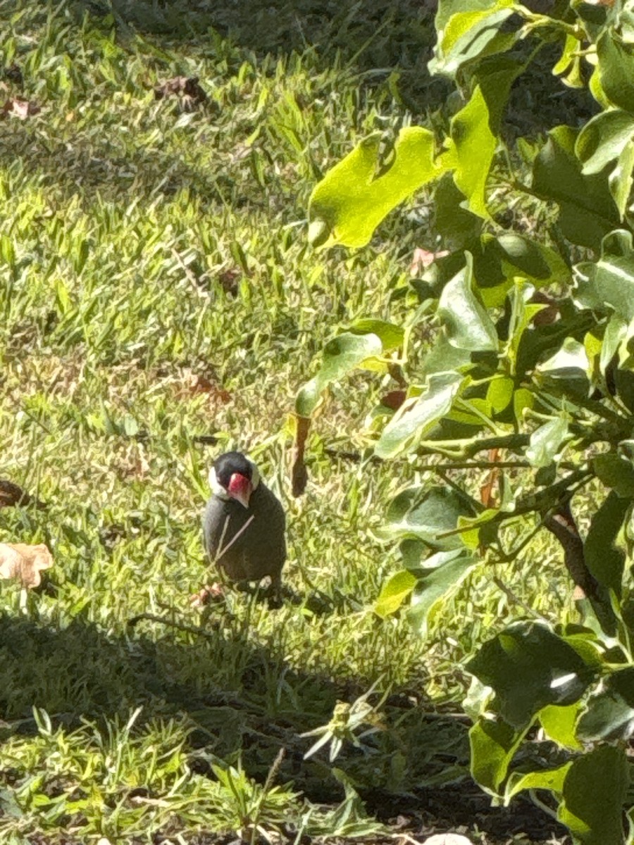 爪哇雀 - ML645309870