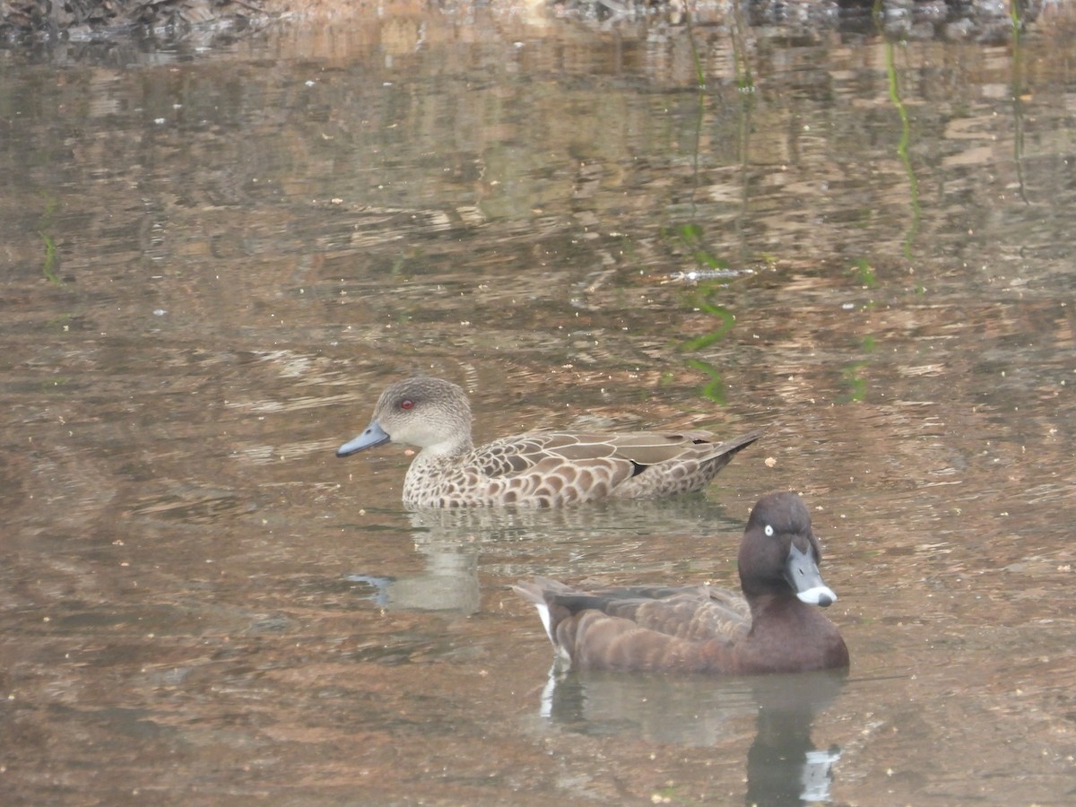 Gray Teal - ML645309873