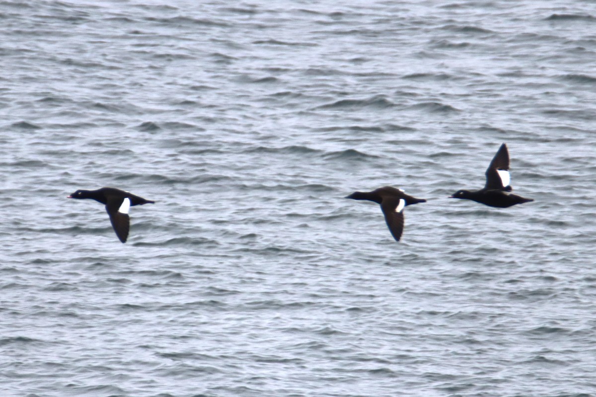 White-winged Scoter - ML645309874