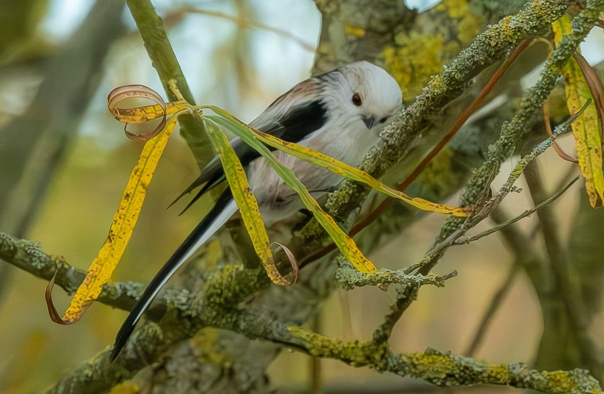 Long-tailed Tit (caudatus) - ML645309875