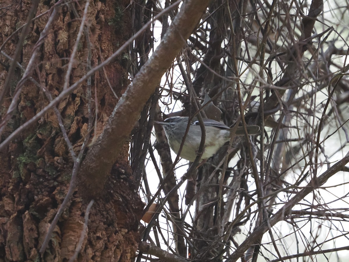 Western Thornbill - ML645309876