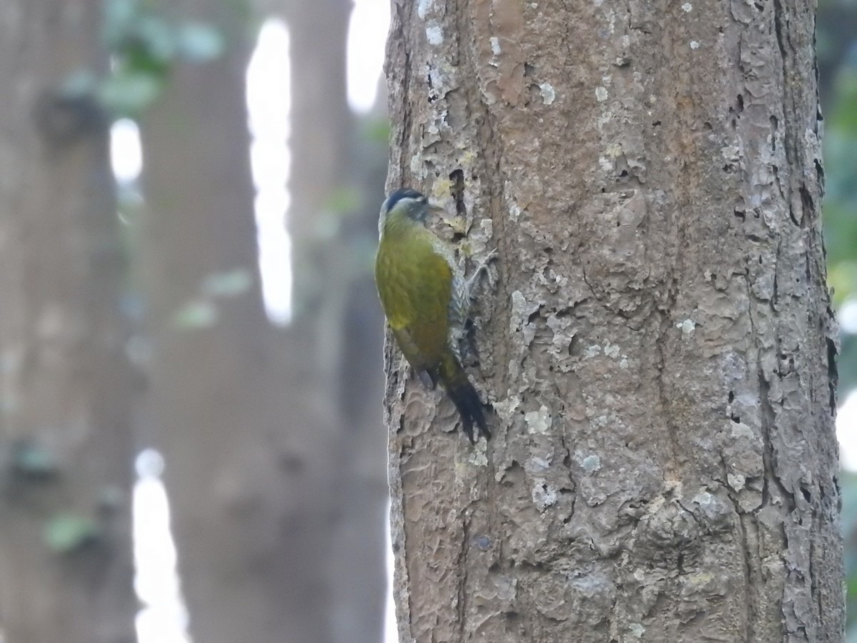 Streak-throated Woodpecker - ML645309877