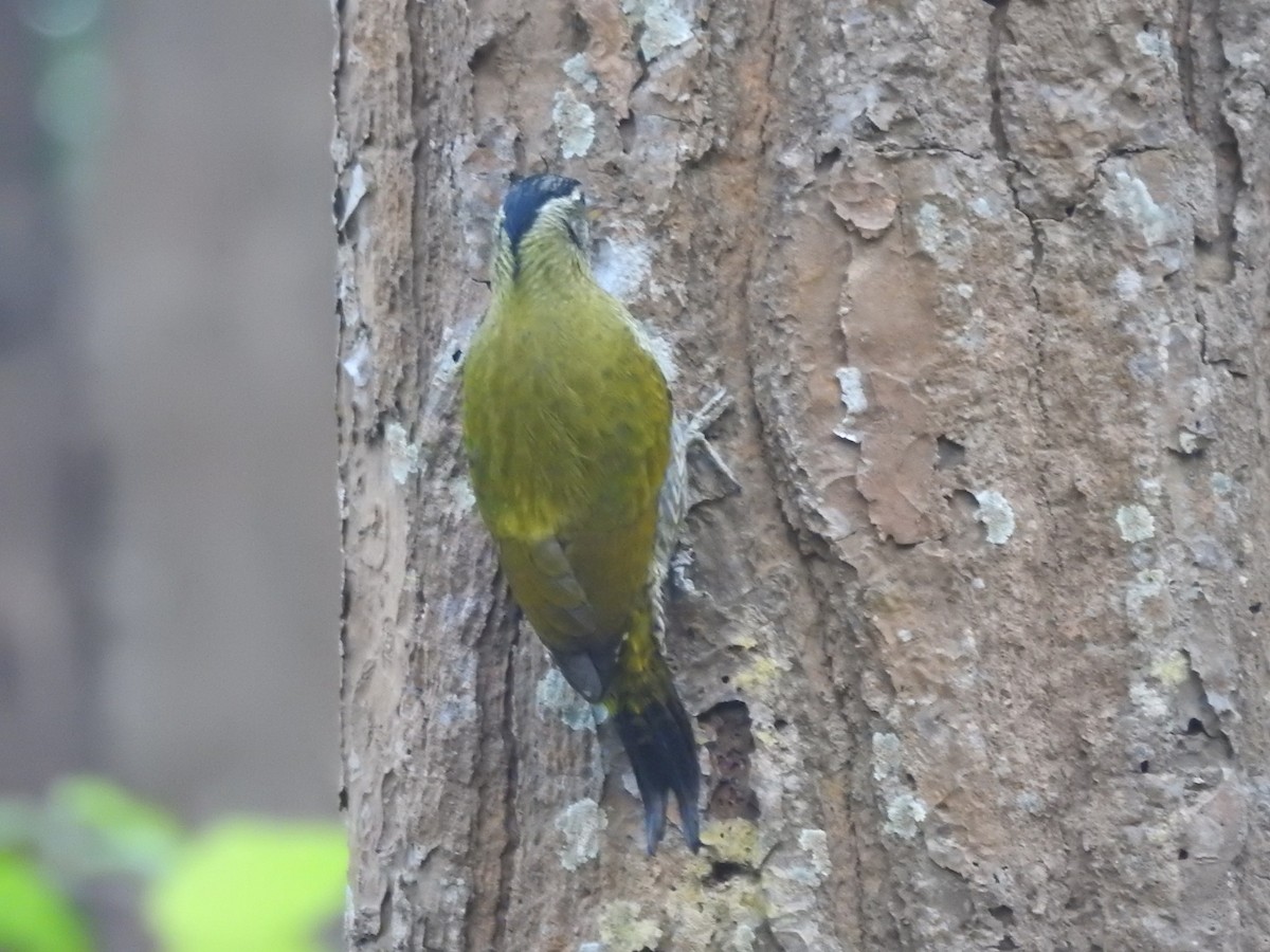 Streak-throated Woodpecker - ML645309878