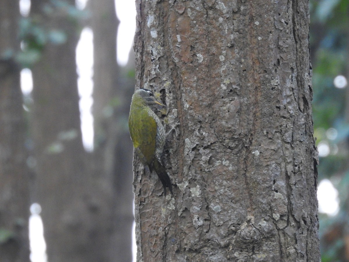 Streak-throated Woodpecker - ML645309879