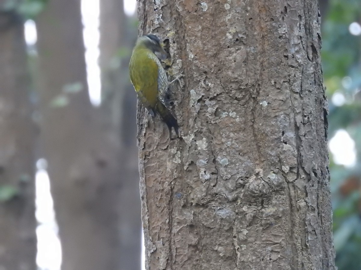 Streak-throated Woodpecker - ML645309880