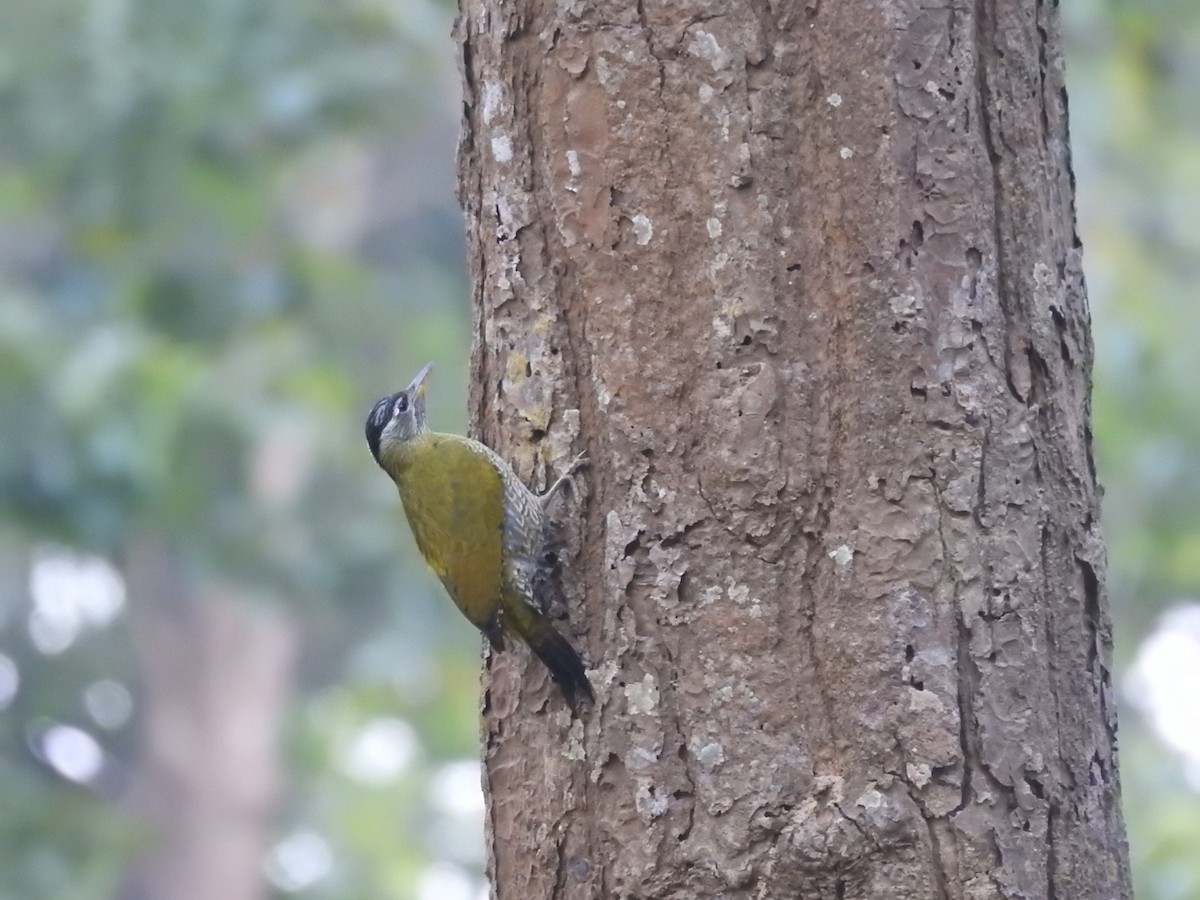 Streak-throated Woodpecker - ML645309881