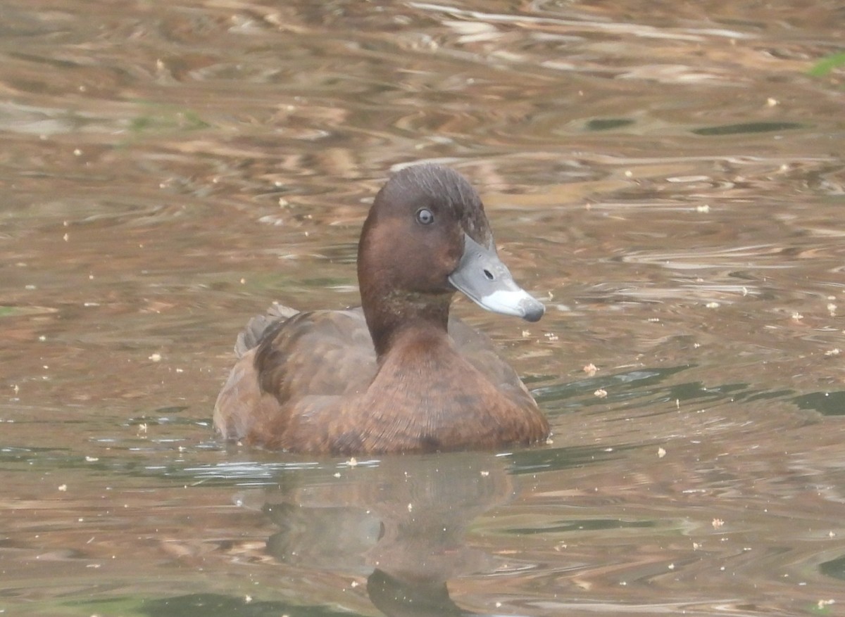 Hardhead - ML645309882