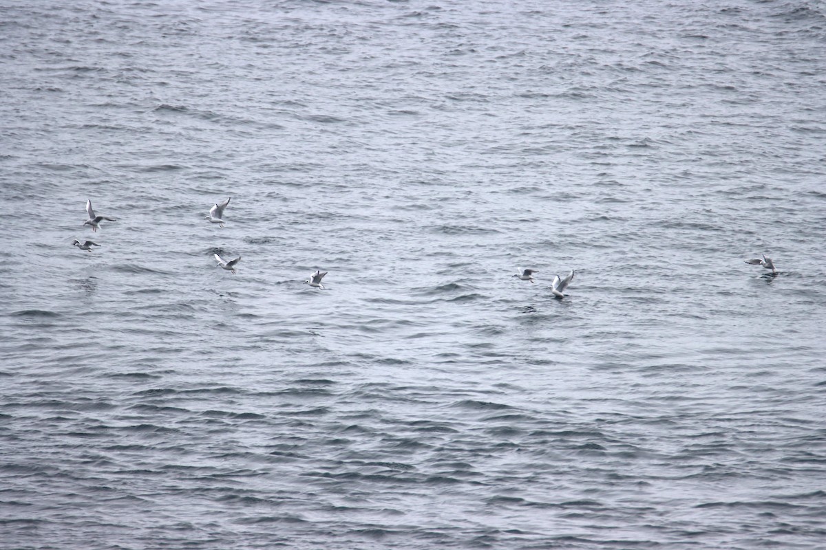 Bonaparte's Gull - ML645309883