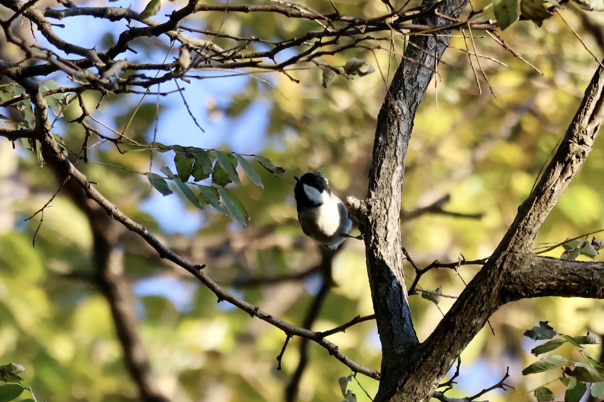 煤山雀 - ML645309884