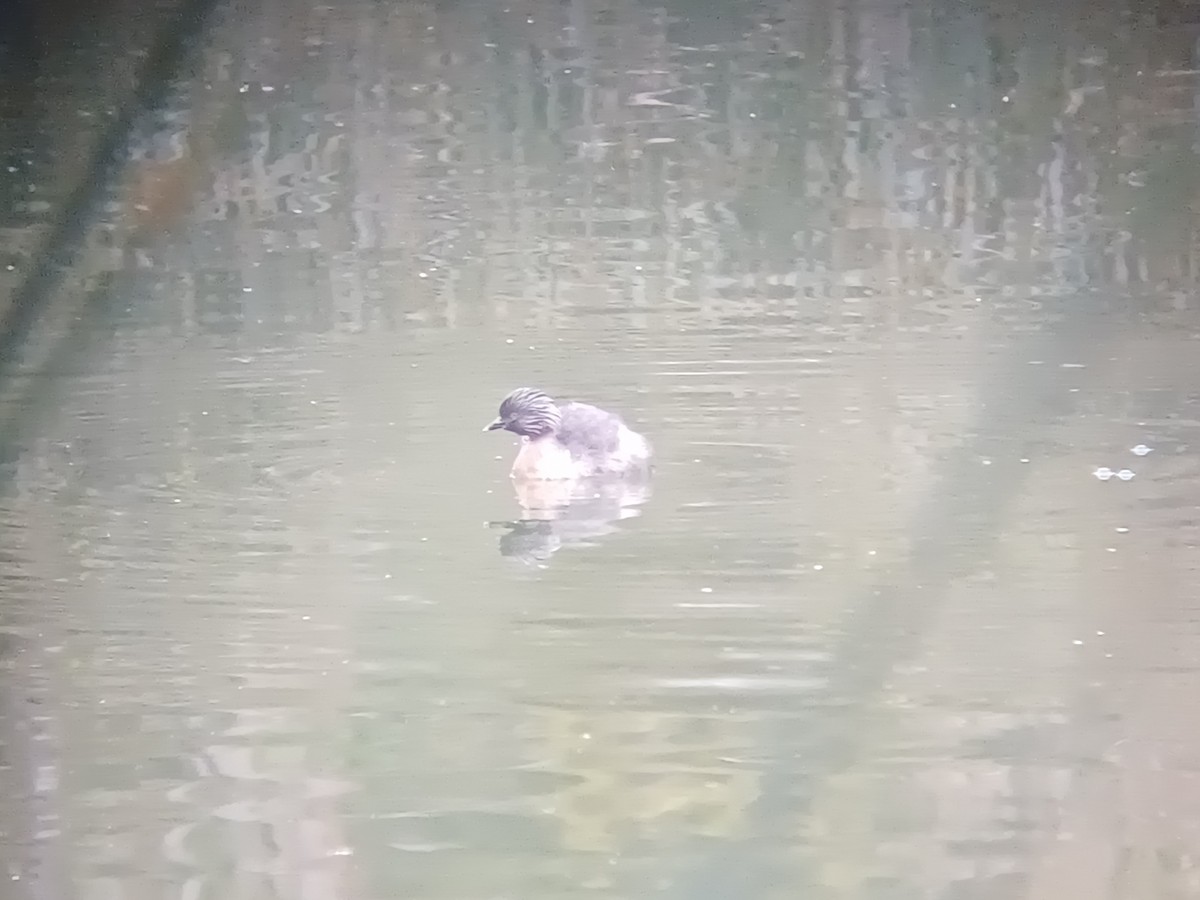 Hoary-headed Grebe - ML645309885