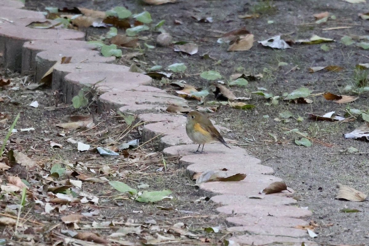 藍尾鴝 - ML645309887