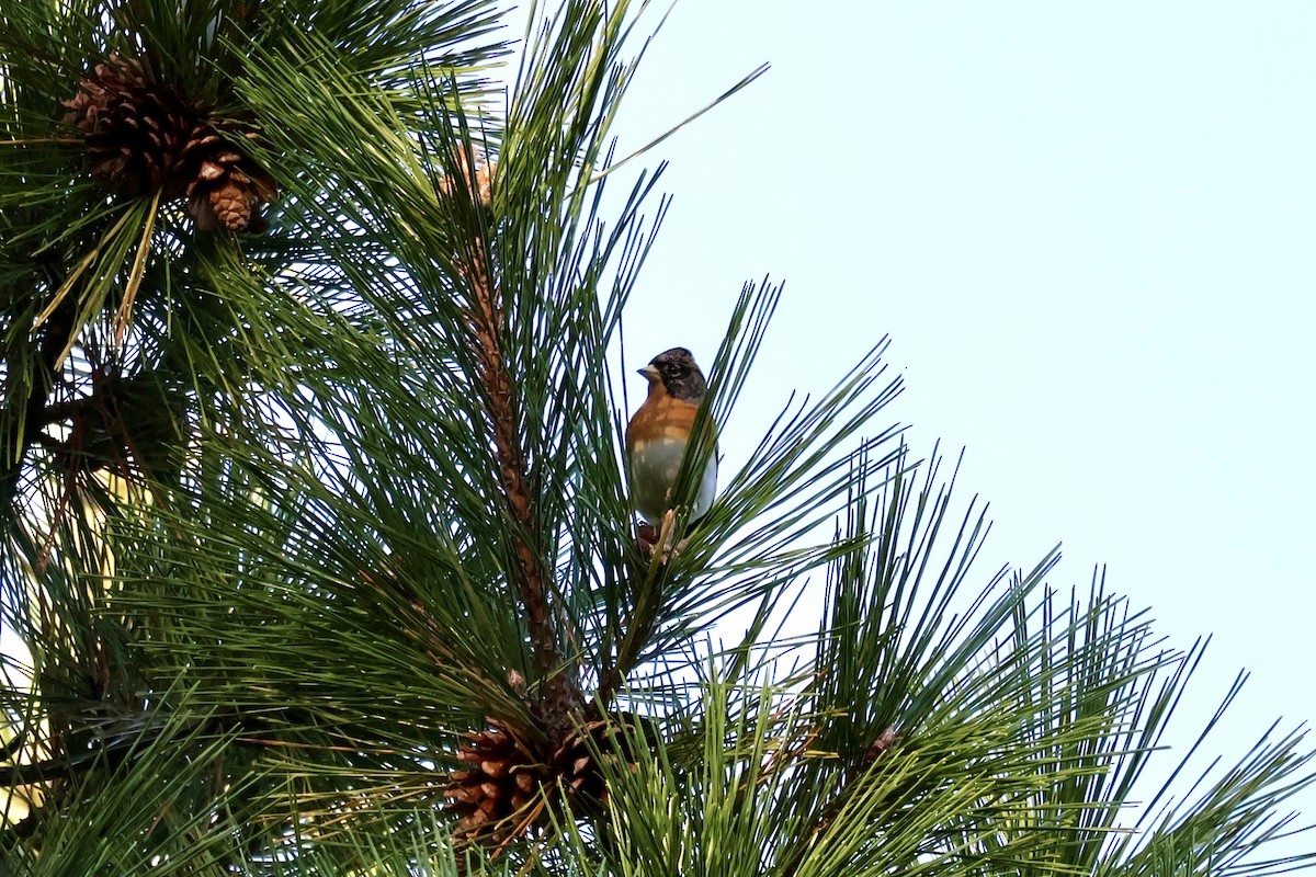 花雀 - ML645309889