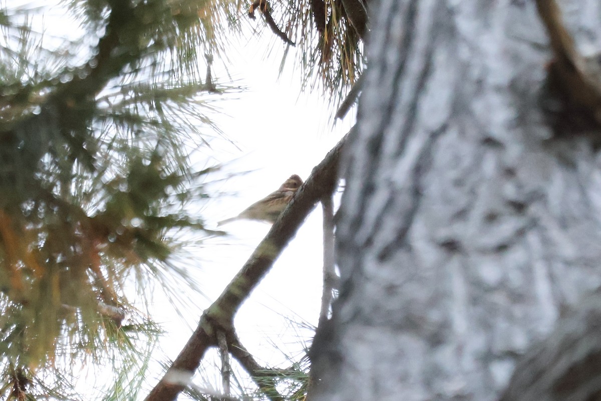 田鵐 - ML645309890