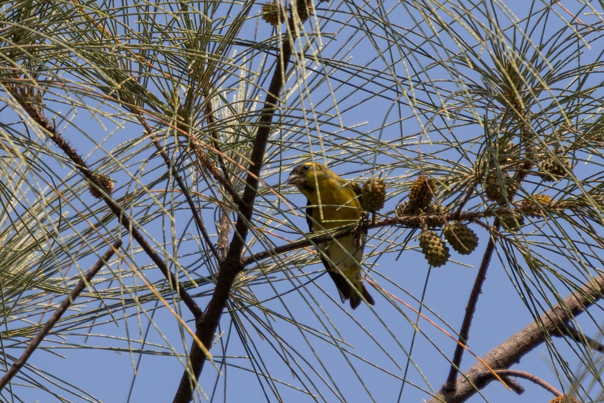 黃雀 - ML645309891