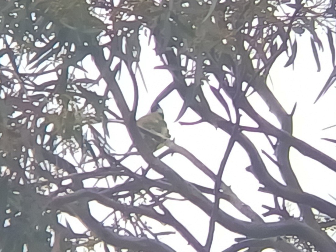 Eastern Shrike-tit - ML645309893