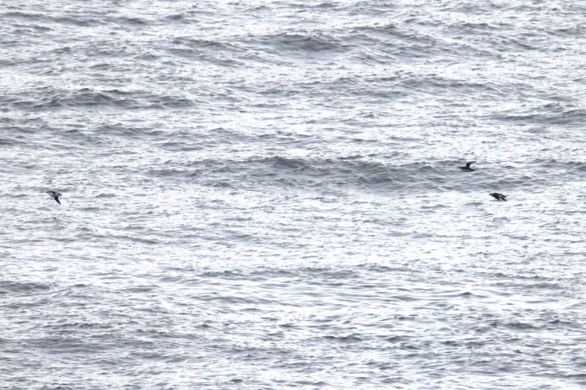 Marbled Murrelet - ML645309894