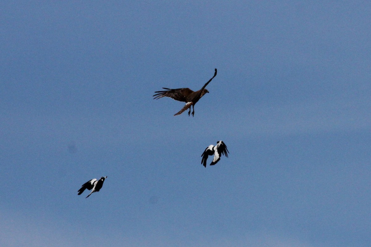 Swamp Harrier - ML645309895