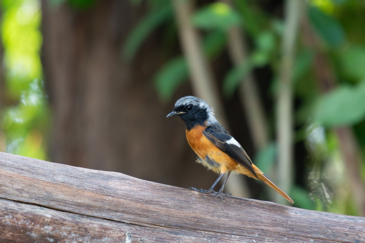 黃尾鴝 - ML645309896