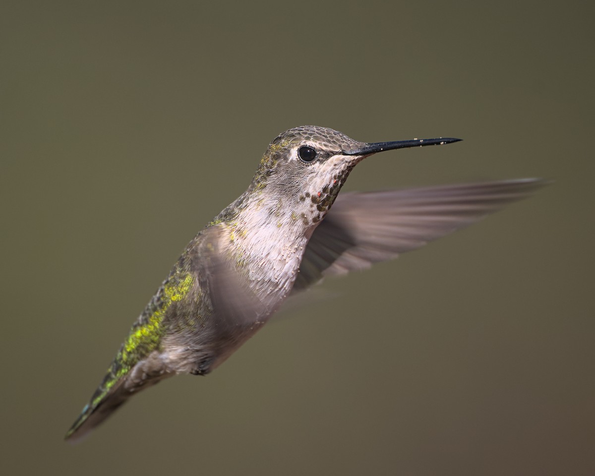 Anna's Hummingbird - ML645309897