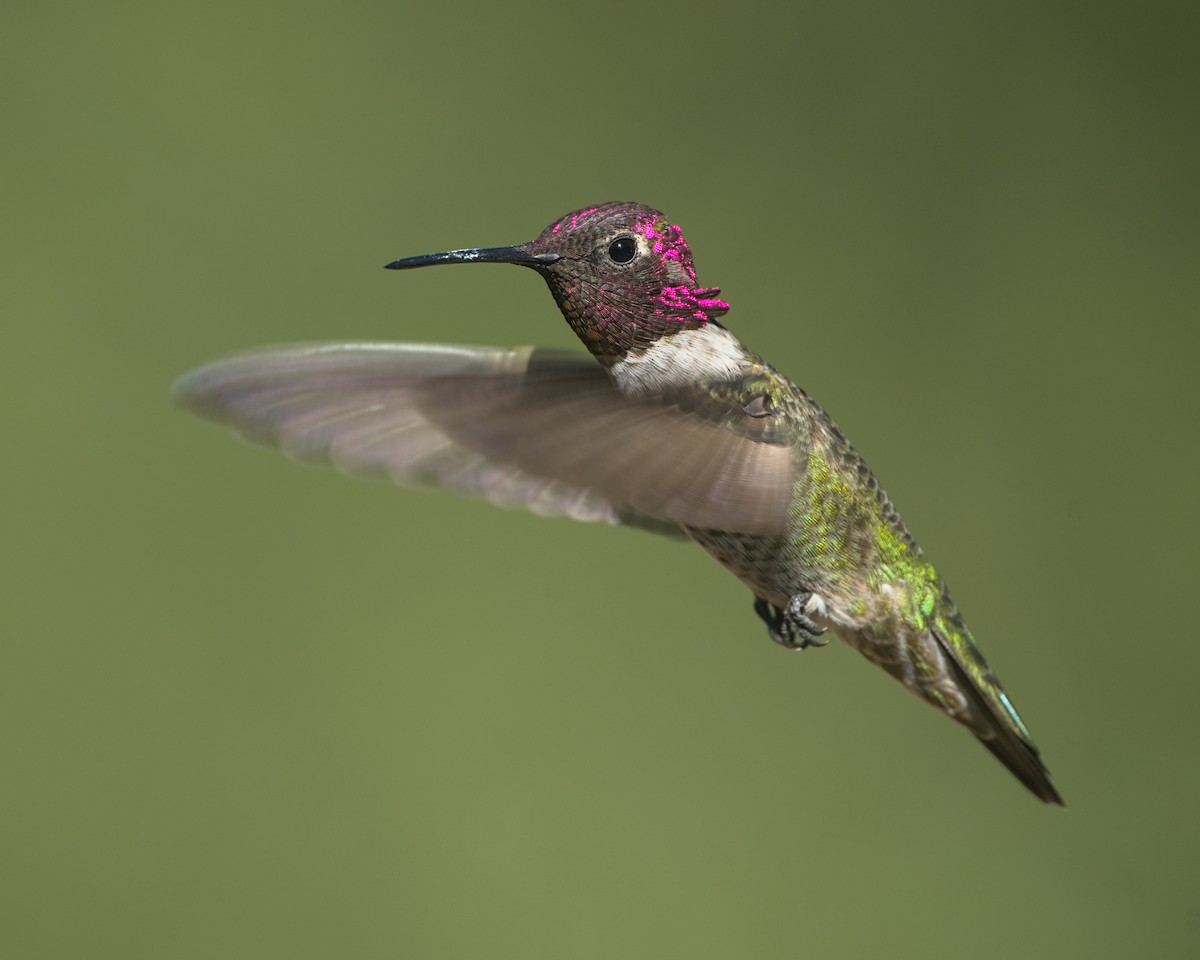 Anna's Hummingbird - ML645309898