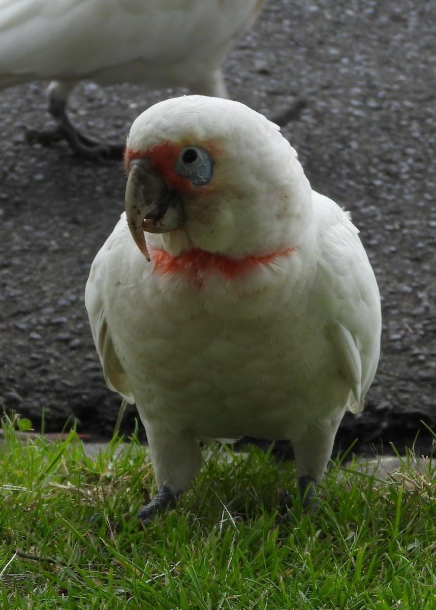 Long-billed Corella - ML645309899