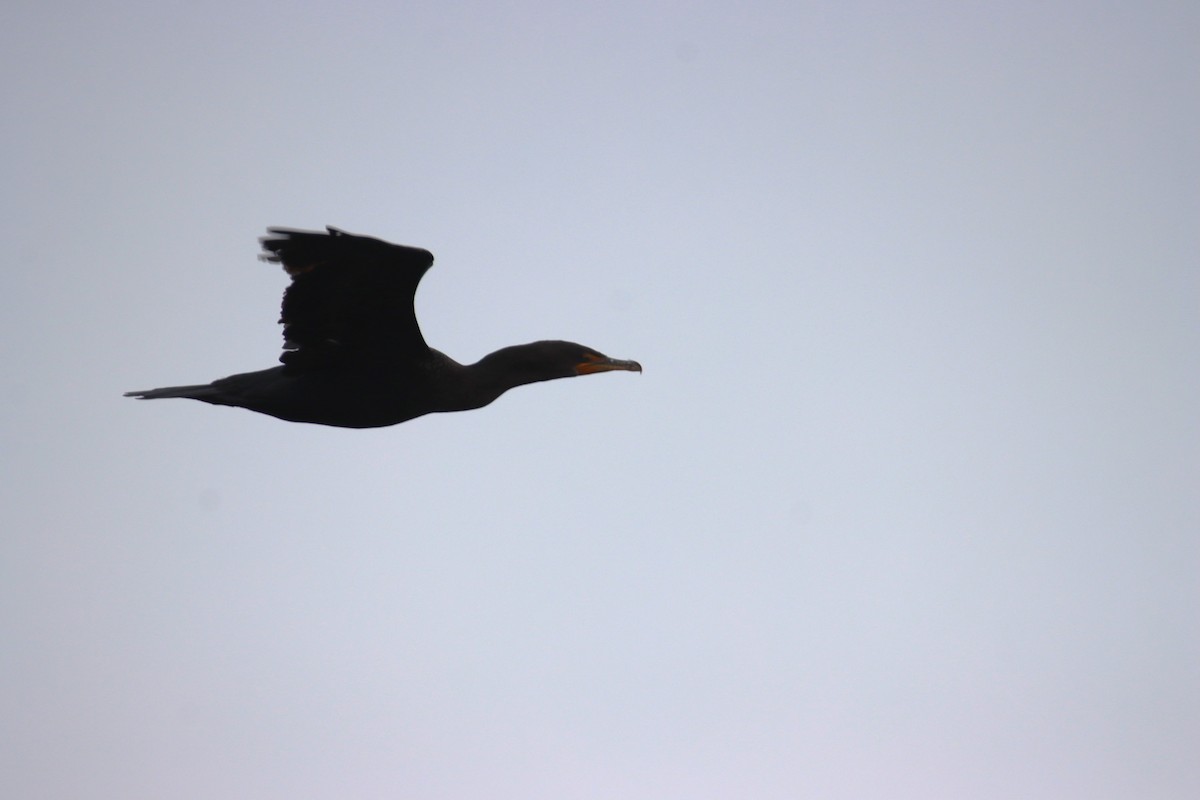 Double-crested Cormorant - ML645309900