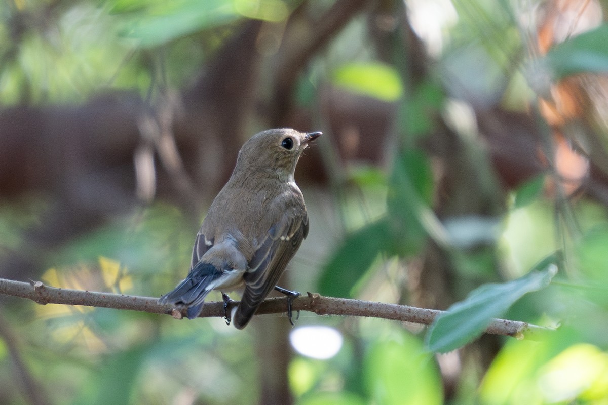 オジロビタキ - ML645309901