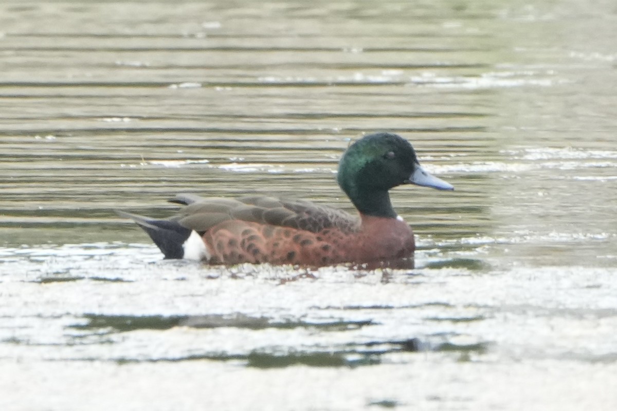 Chestnut Teal - ML645309905