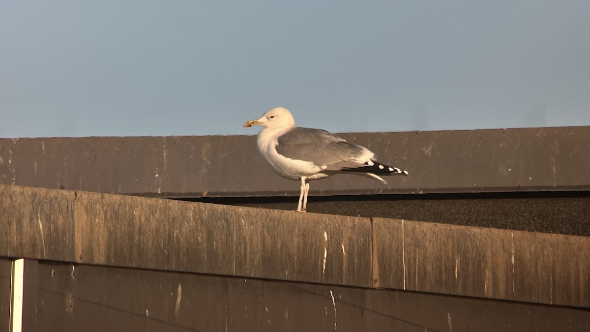 Caspian Gull - ML645309909