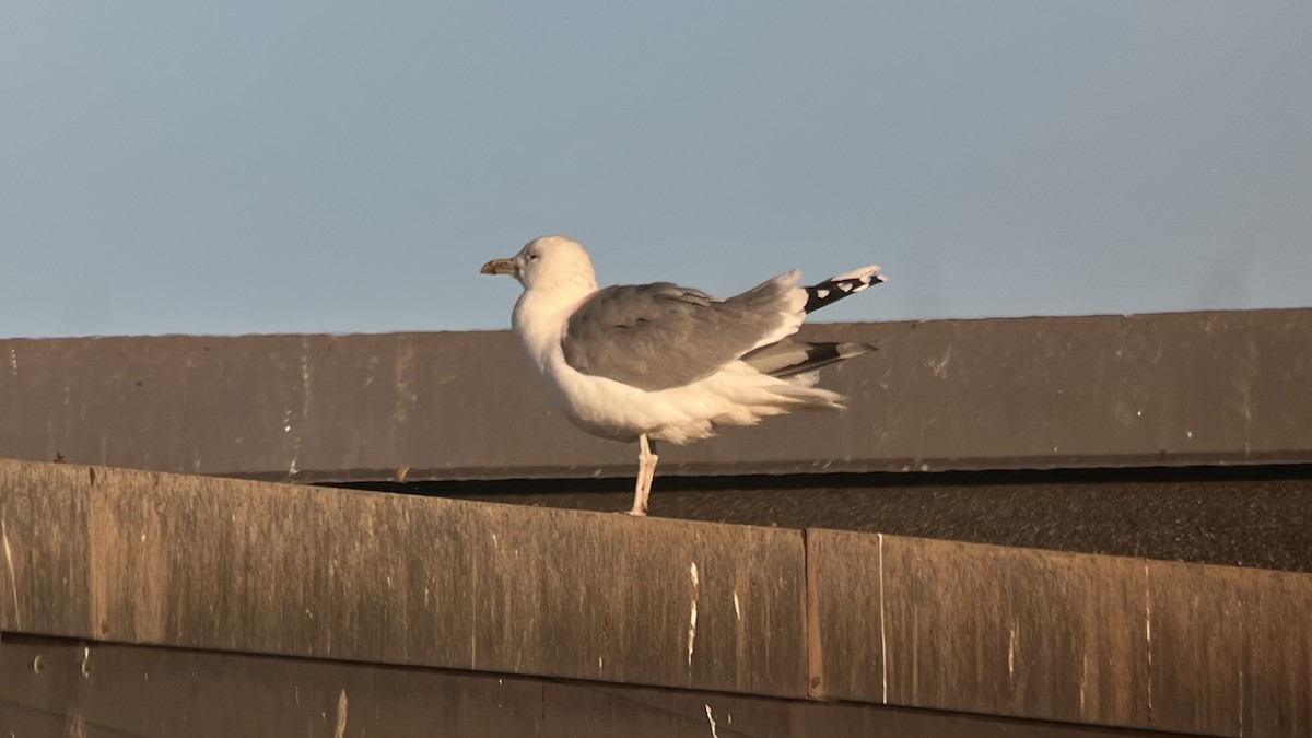 Caspian Gull - ML645309910