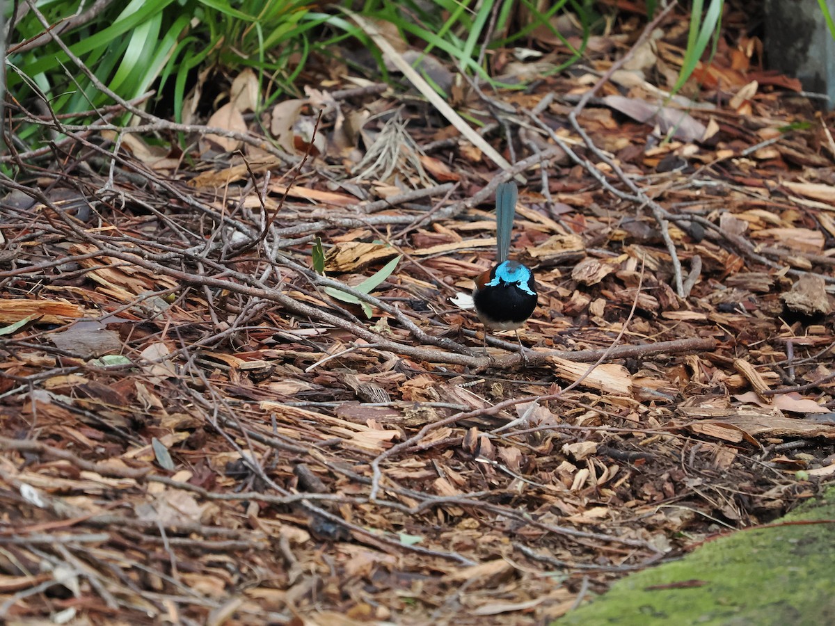 Red-winged Fairywren - ML645309912