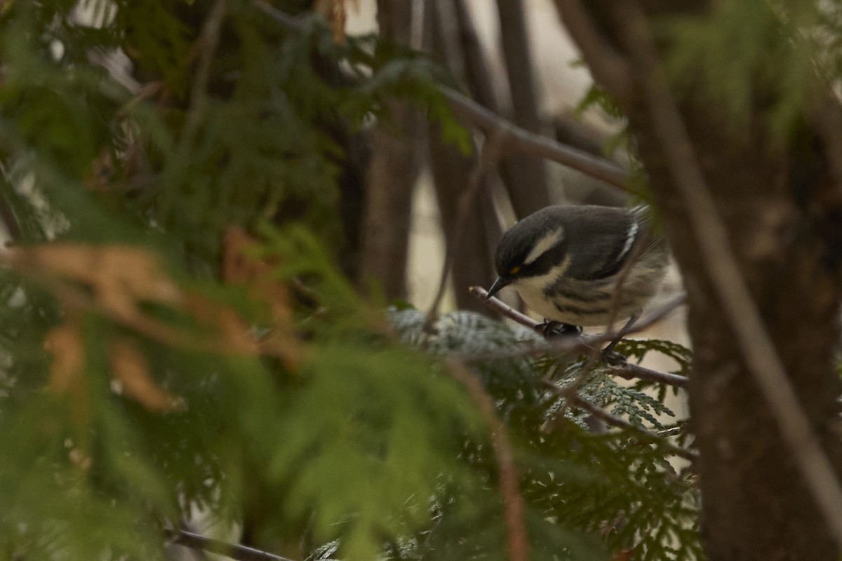 Black-throated Gray Warbler - ML645309920