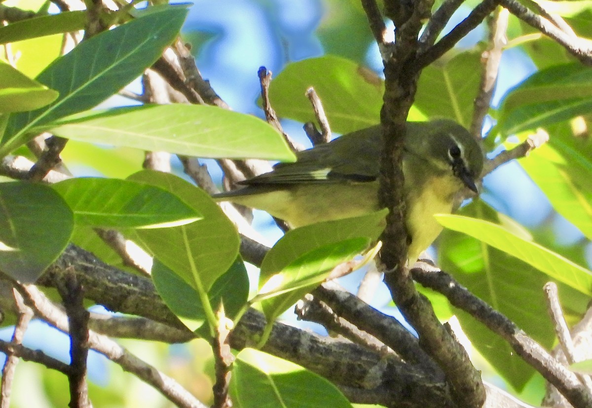 סבכון שחור-גרון - ML645309923