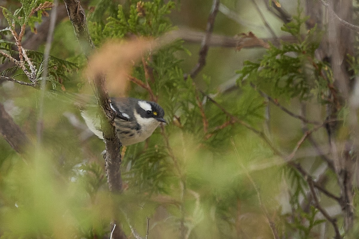Black-throated Gray Warbler - ML645309926