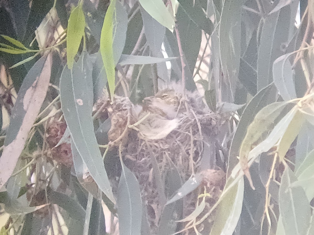 hvitsmykkehonningeter - ML645309928