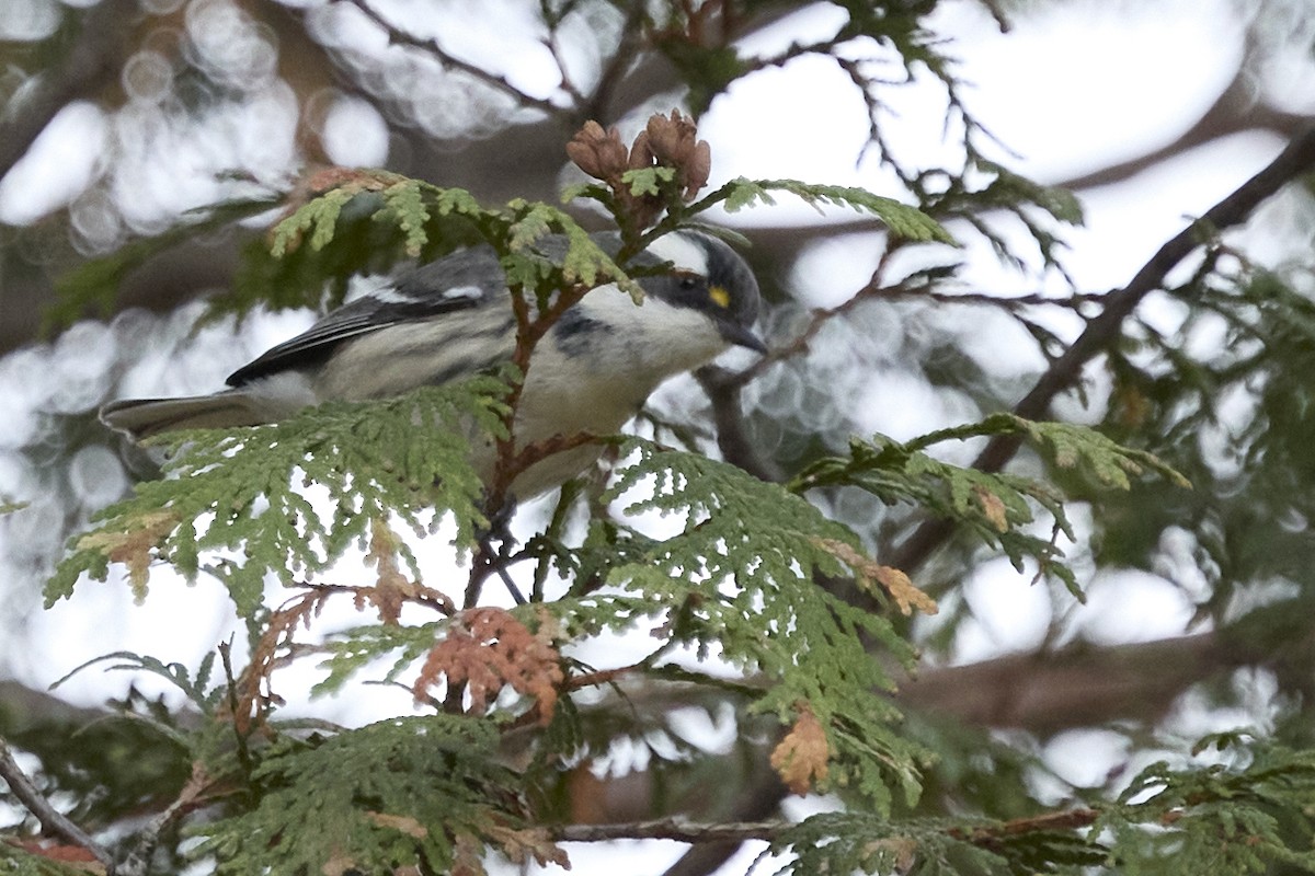 Black-throated Gray Warbler - ML645309929