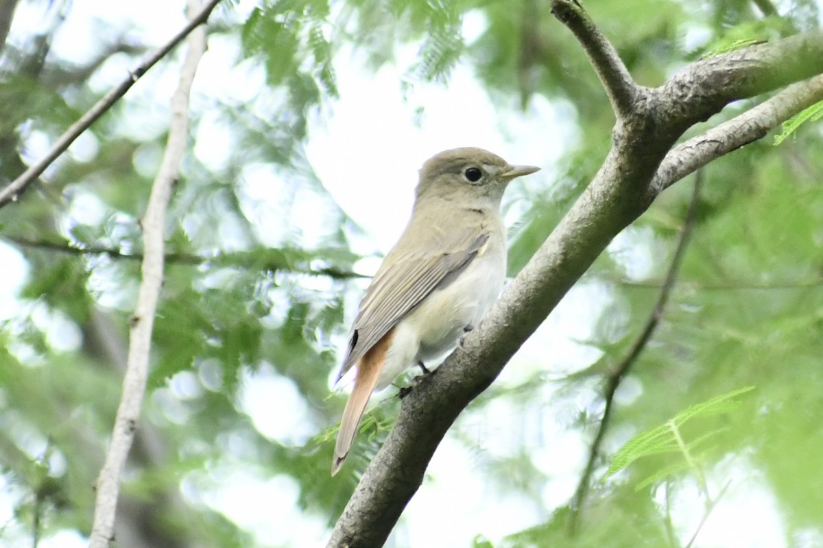 Papamoscas Colirrojo - ML645309932
