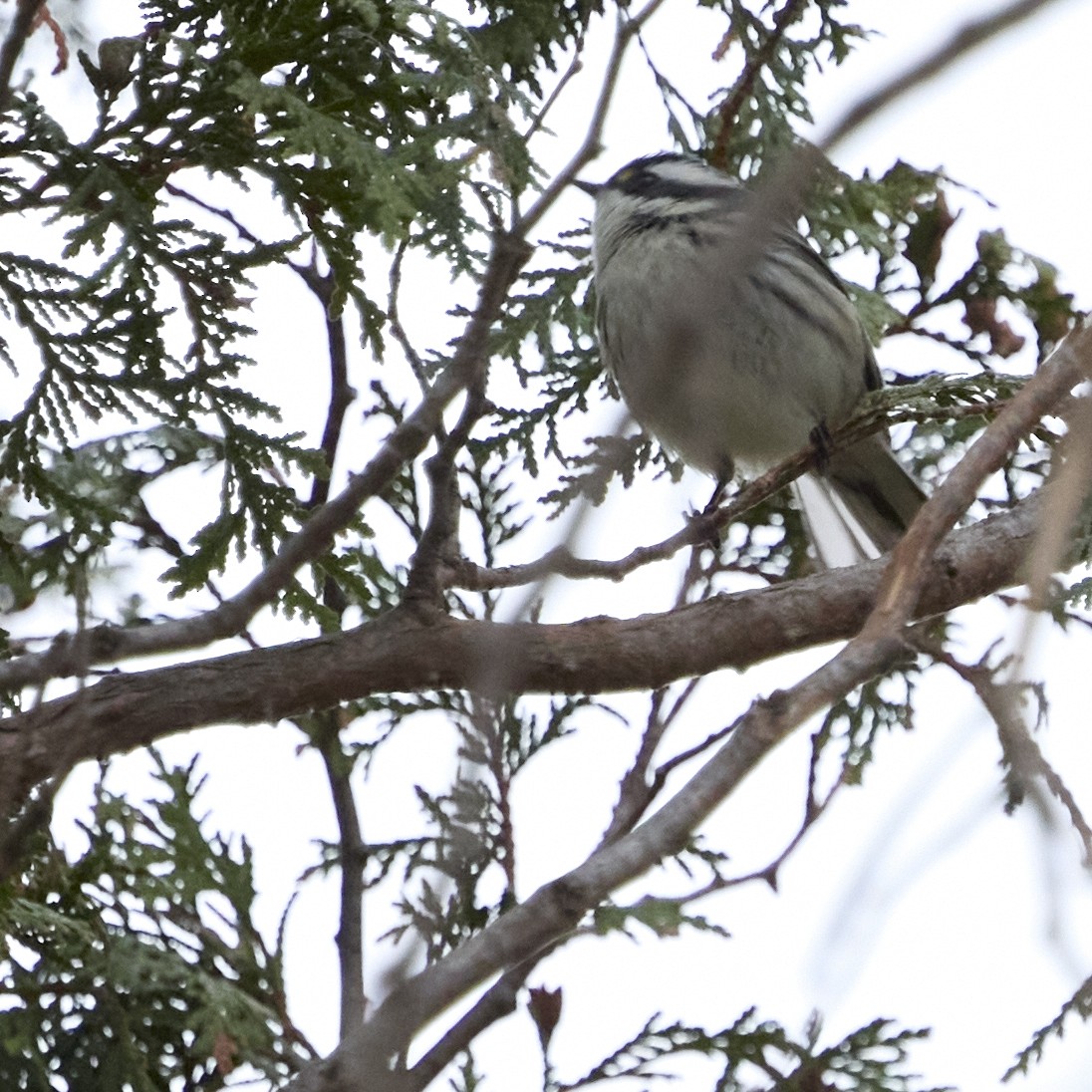 Black-throated Gray Warbler - ML645309933