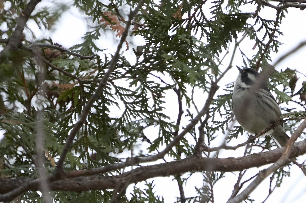 Black-throated Gray Warbler - ML645309934