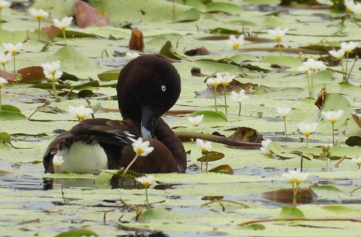 Hardhead - ML645309936