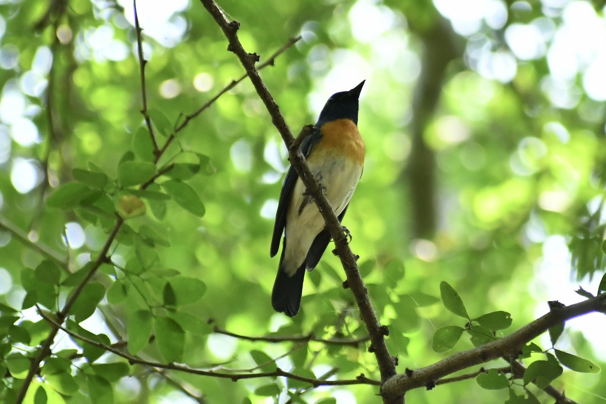 Blue-throated Flycatcher - ML645309938