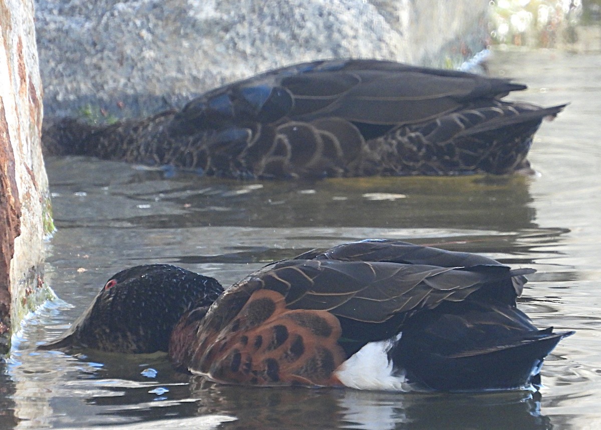 Chestnut Teal - ML645309941