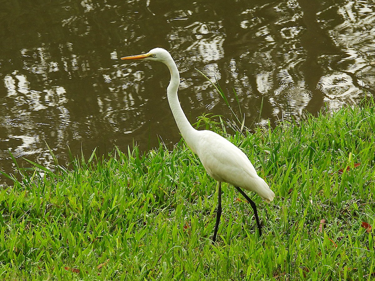 Чапля велика - ML645309942