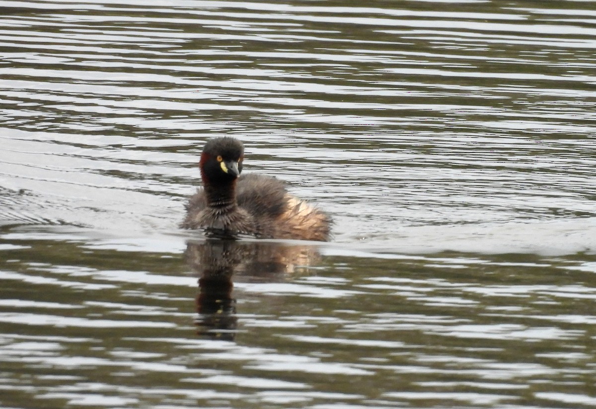 Пірникоза австралійська - ML645309944
