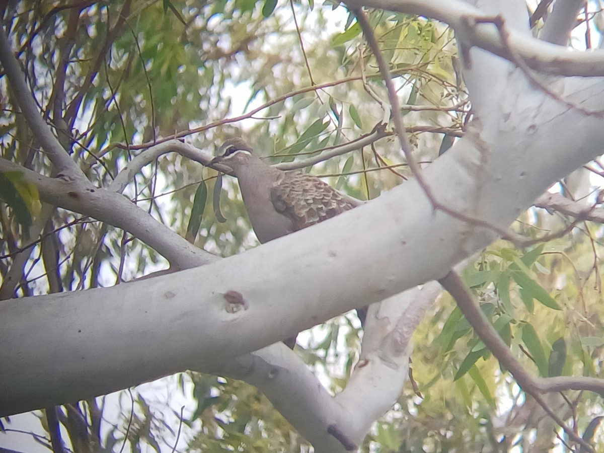 Фапс білогорлий - ML645309945