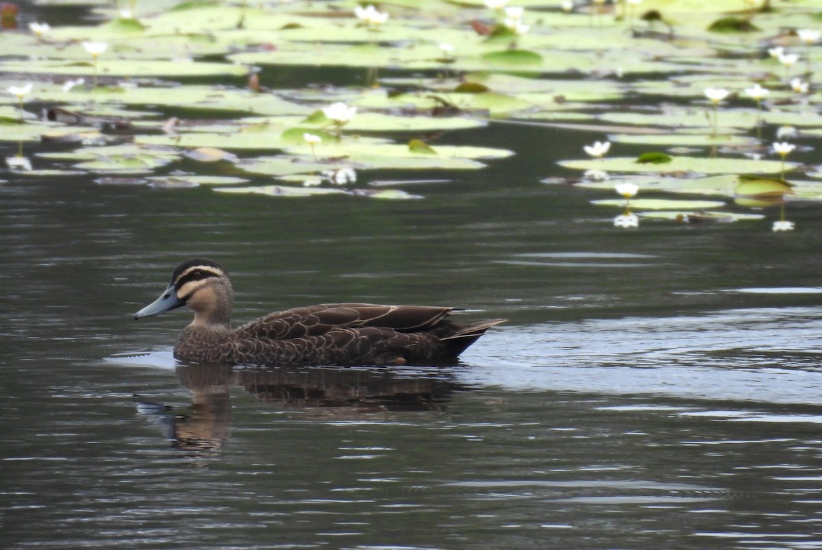 Крижень австралійський - ML645309946
