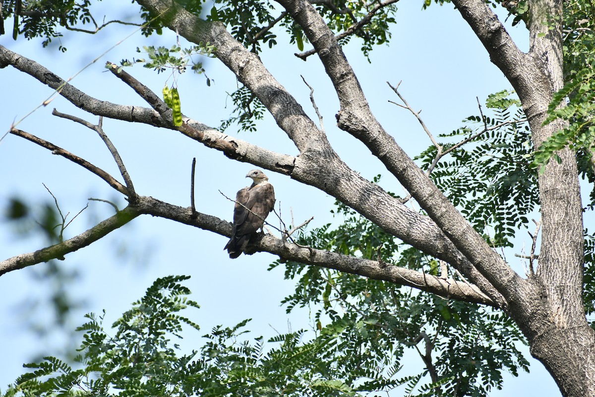 Осоїд чубатий - ML645309947