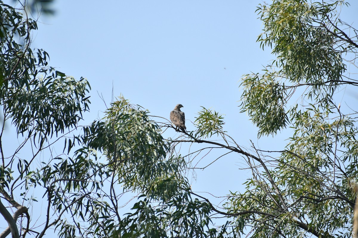 Осоїд чубатий - ML645309948