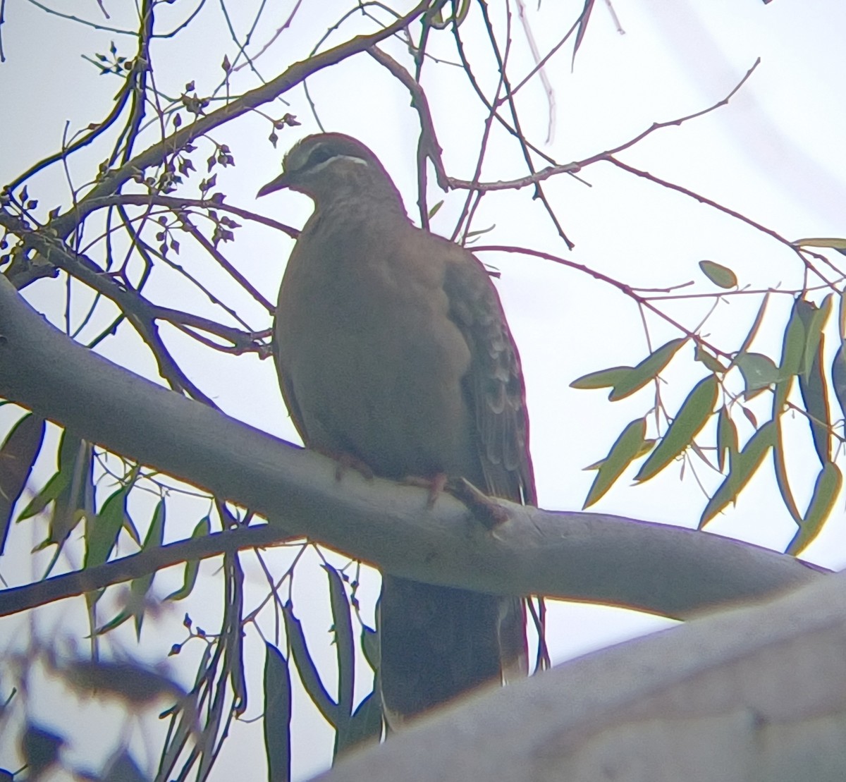 Фапс білогорлий - ML645309949