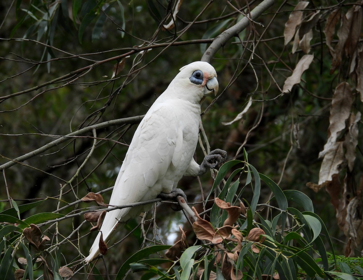Какаду малий - ML645309950